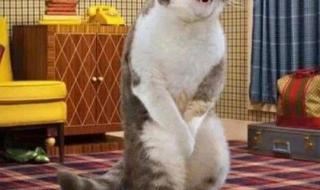 笑死人不偿命 史上最搞笑图片 搞笑视频笑死人不偿命 笑死人不偿命 史上最搞笑图片 搞笑视频笑死人不偿命